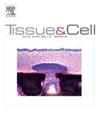 TISSUE CELL