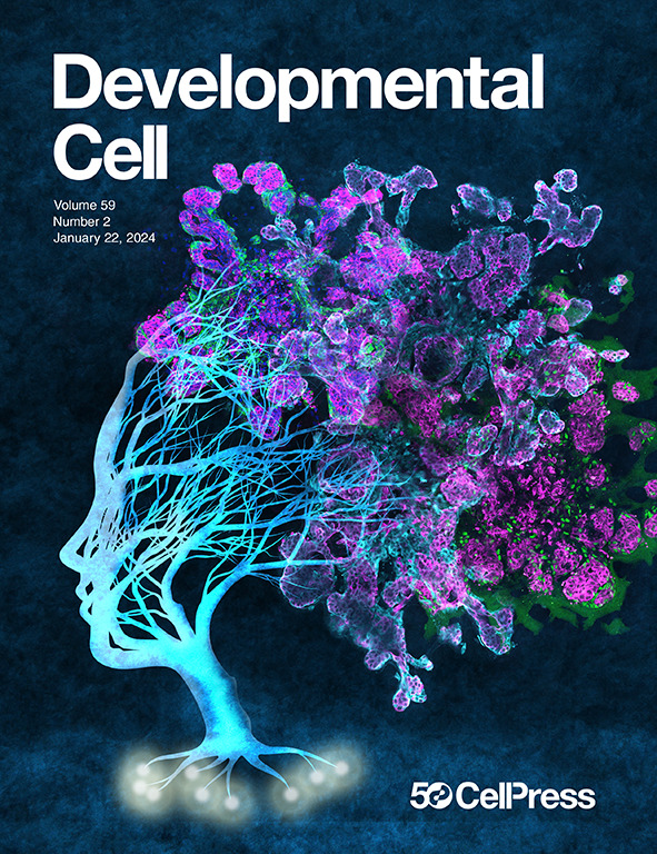 Developmental cell